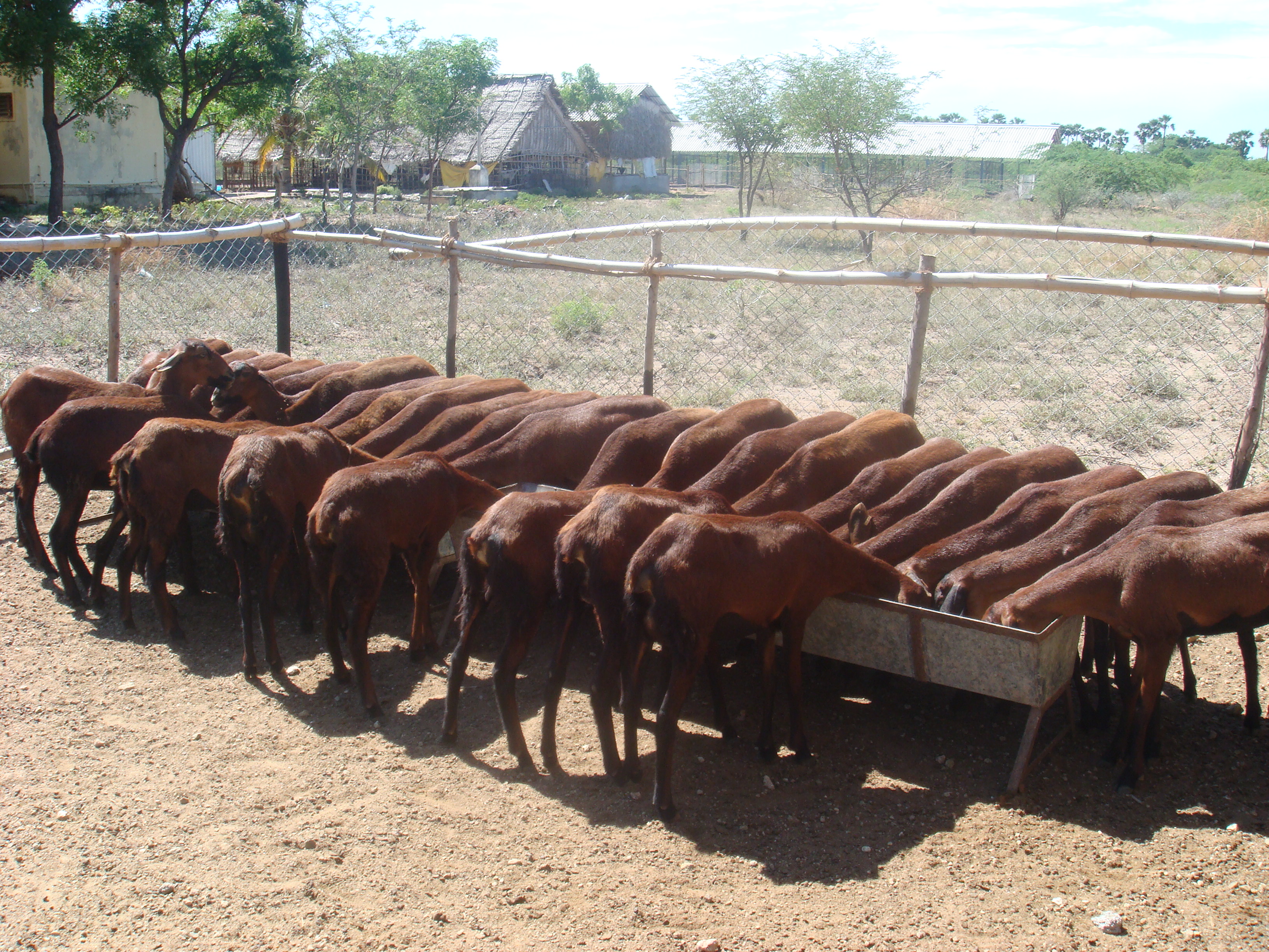  Manager and Water trough